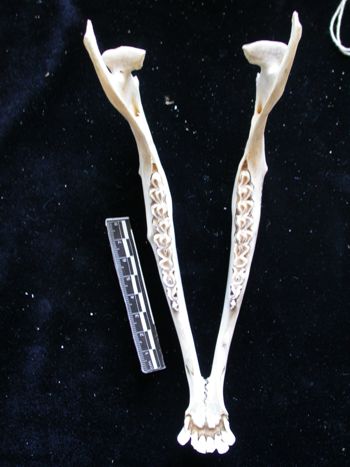 Media type: image;   Mammalogy 17392
